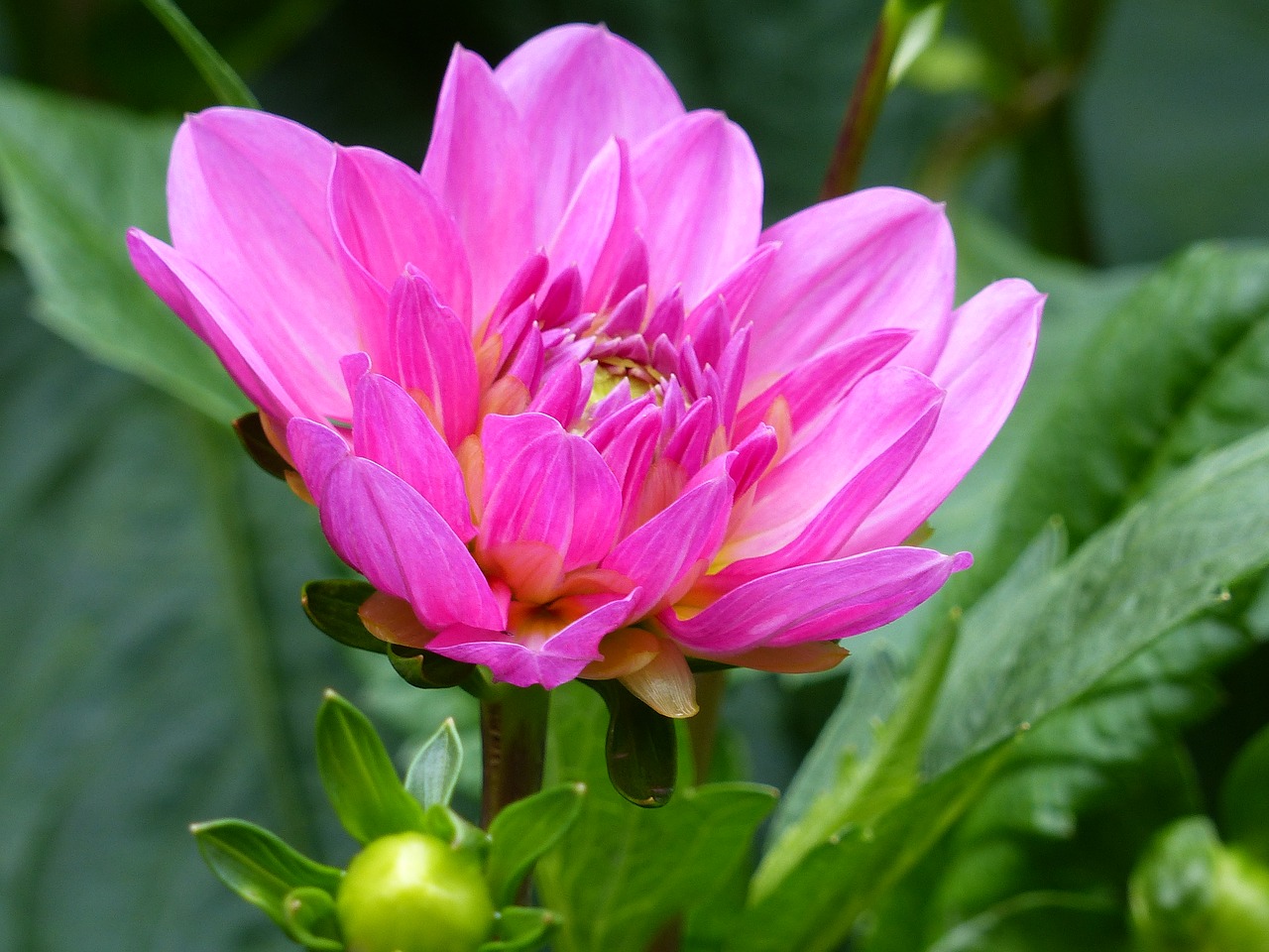 dahlia flower pink free photo