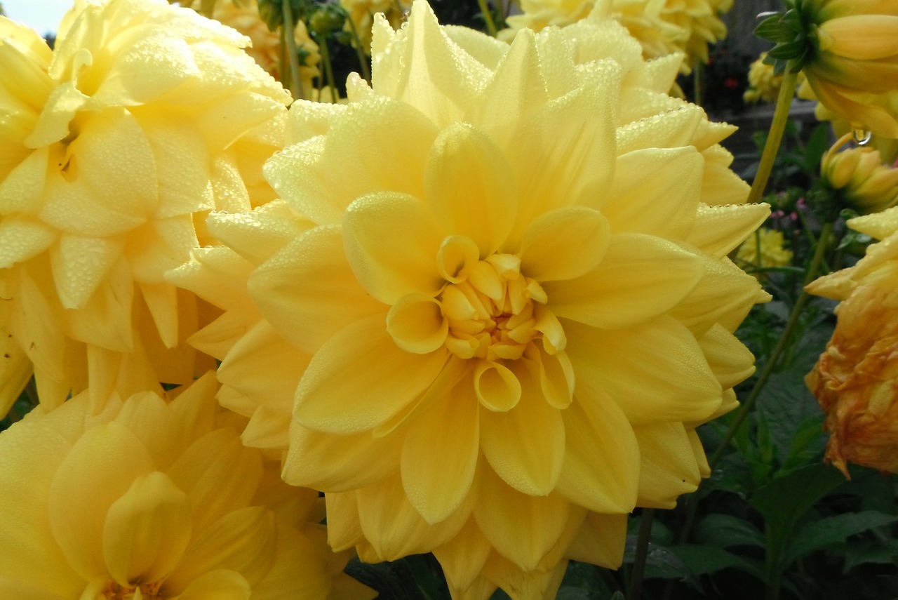 dahlia flower yellow free photo