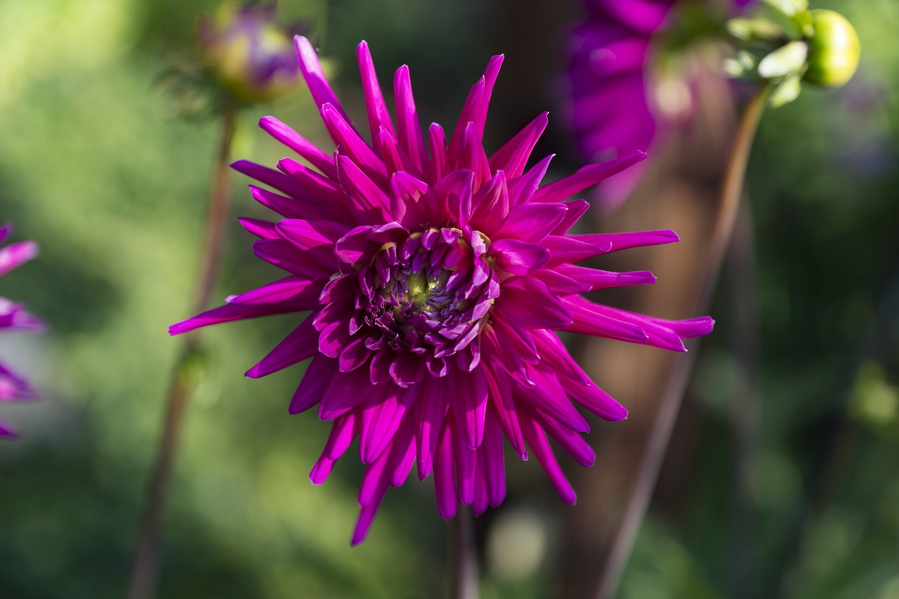 dahlia garden dahlia garden free photo