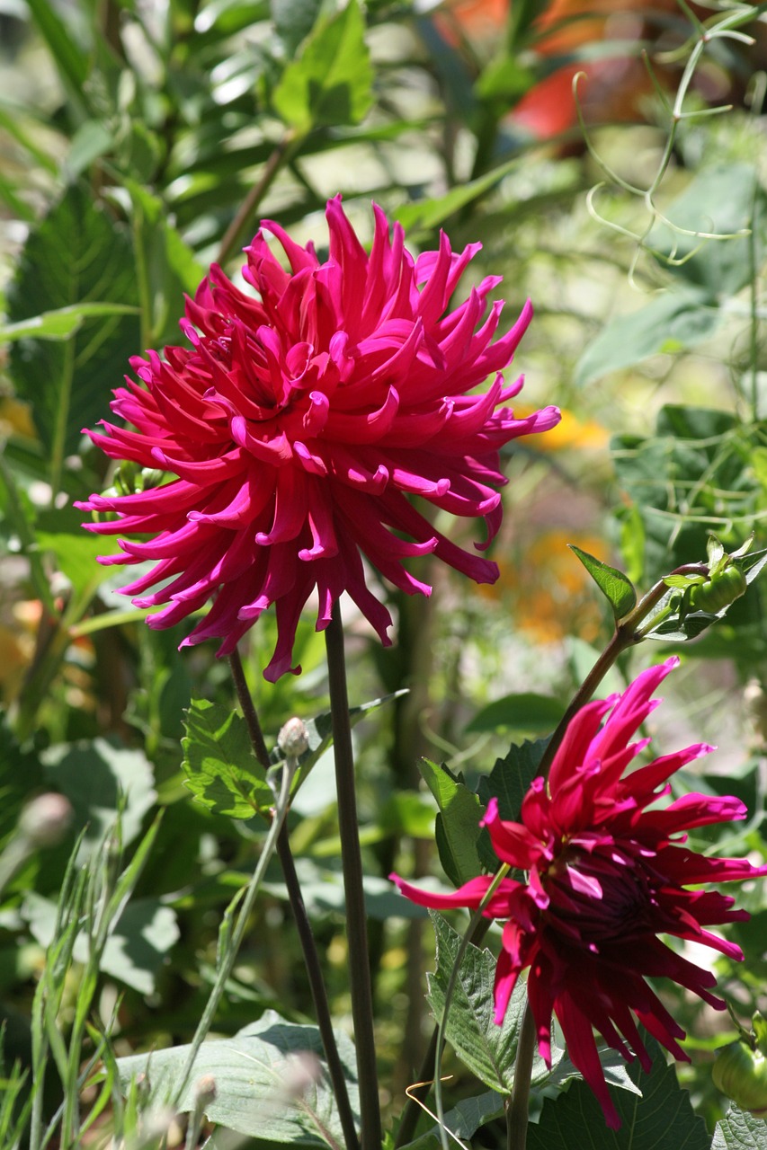 dahlia cactus dahlia blossom free photo