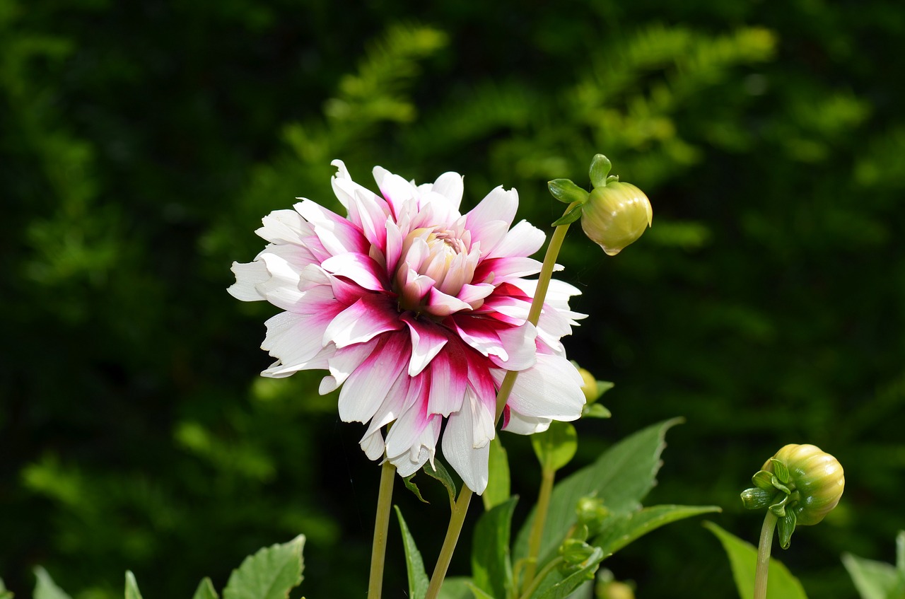dahlia flower flower garden free photo