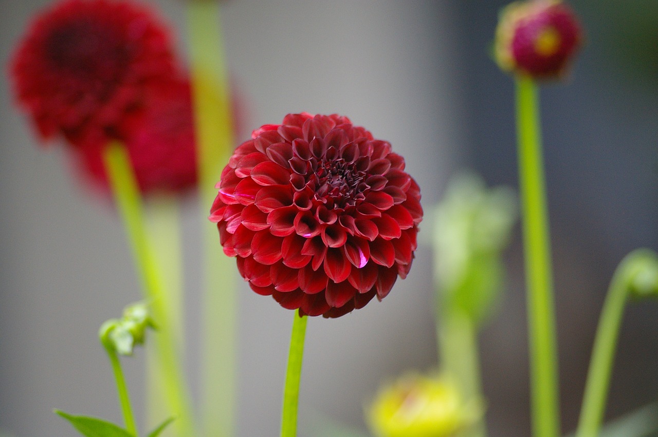 dahlia flower flower garden free photo