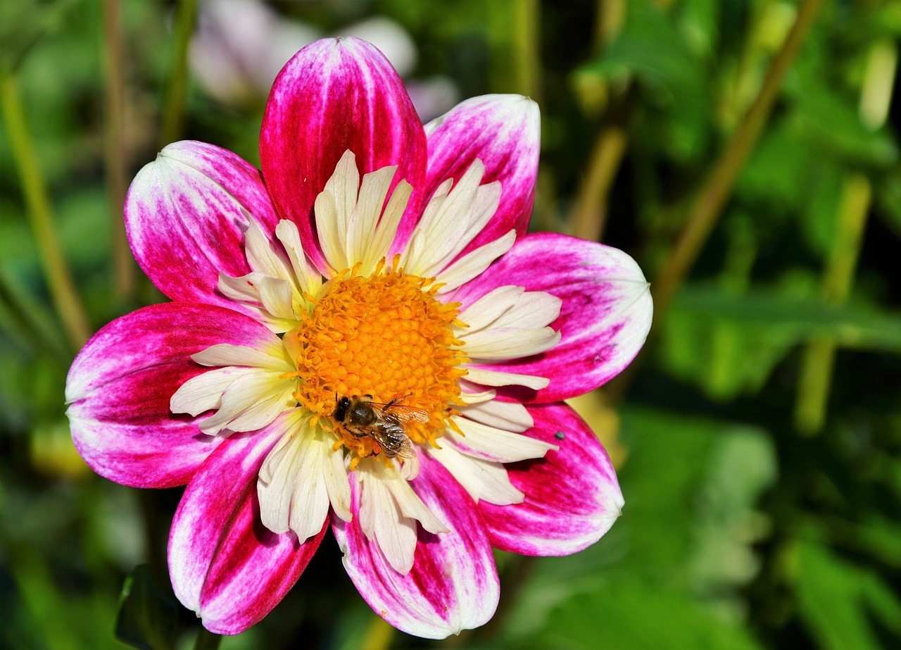 dahlia dahlia flower blossom free photo