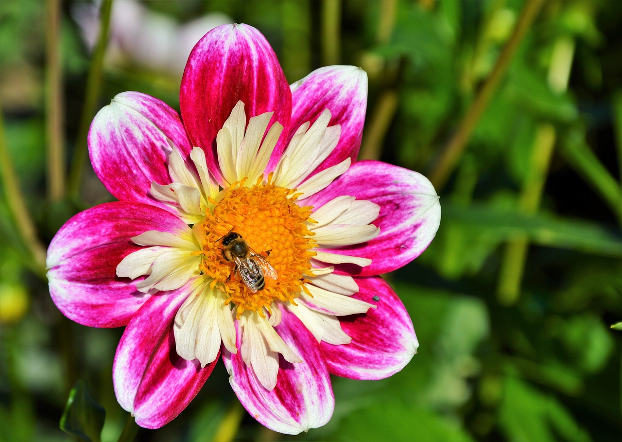 dahlia dahlia flower blossom free photo