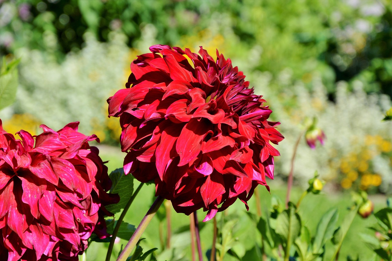 dahlia dahlia flower flower free photo