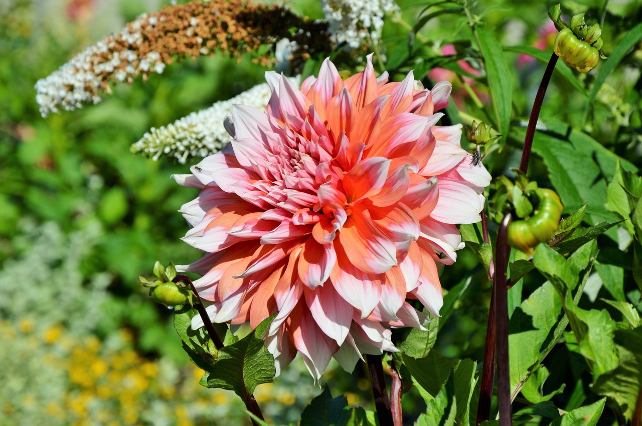 dahlia dahlia flower flower free photo