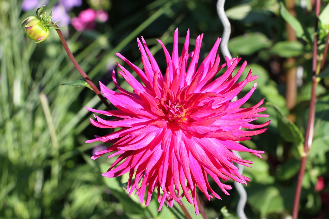 dahlia flower dahlia flower free photo