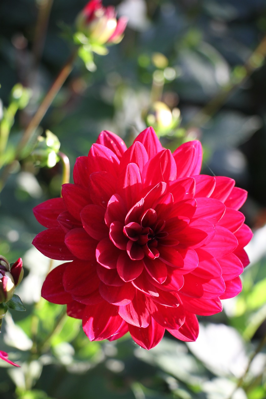 dahlia red flower free photo