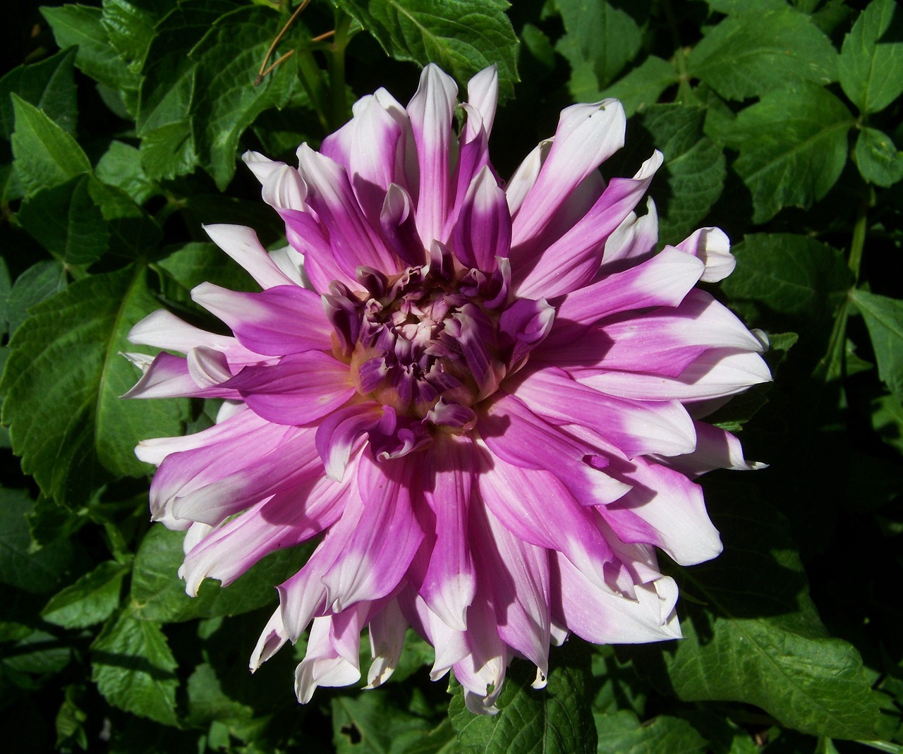 dahlia pale purple summer flower free photo