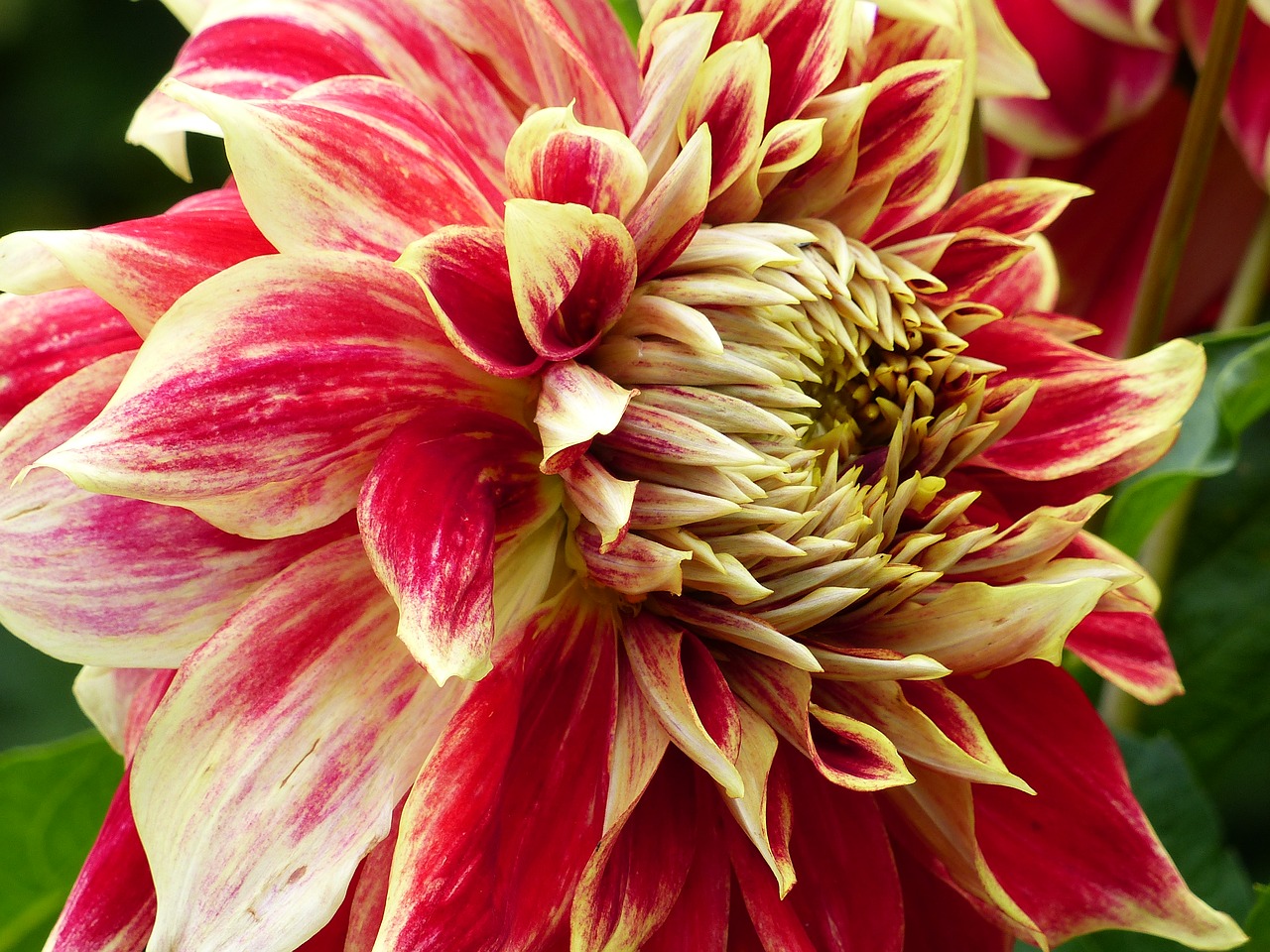 dahlia colors closeup free photo