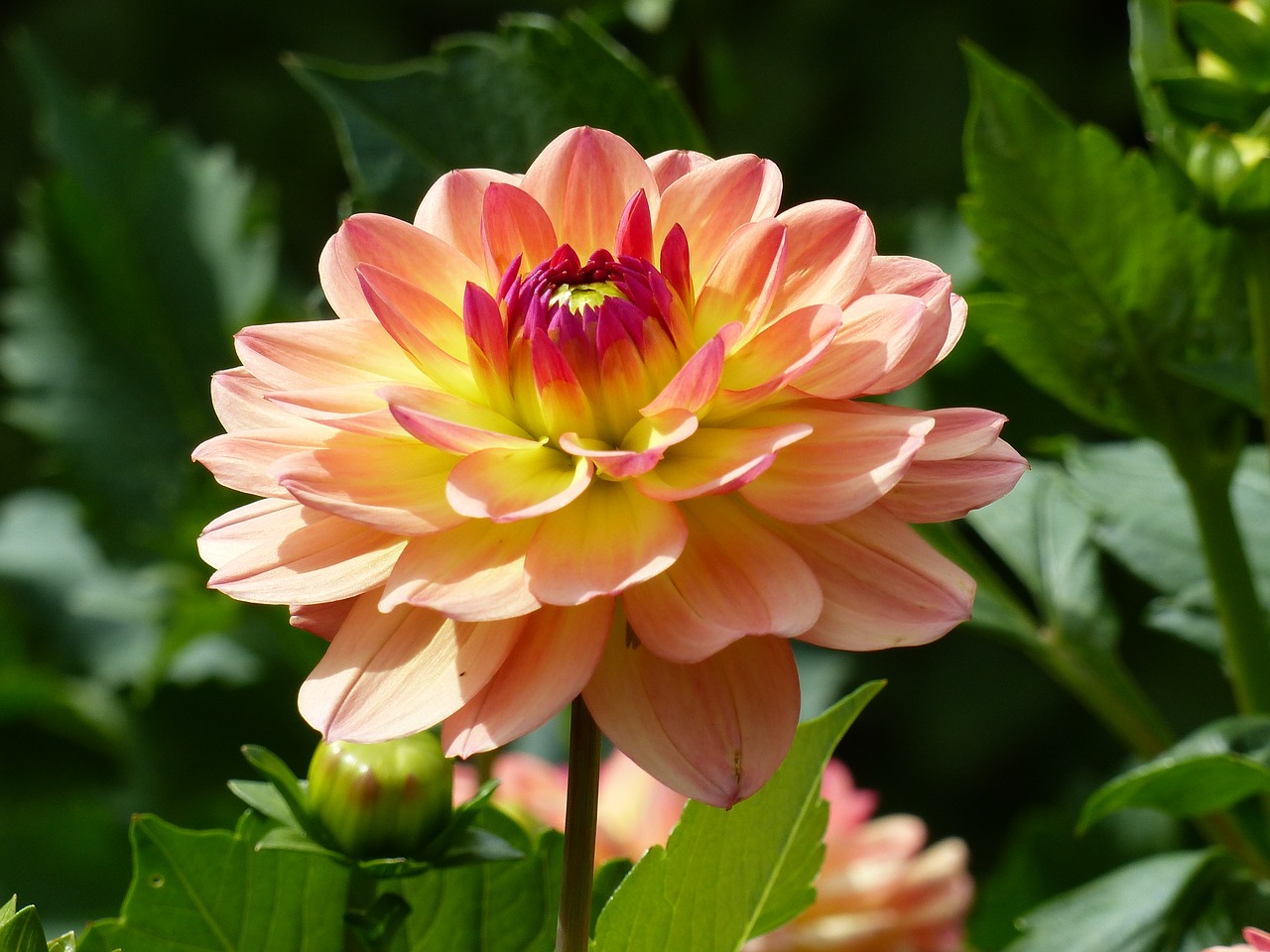 dahlia orange colors free photo