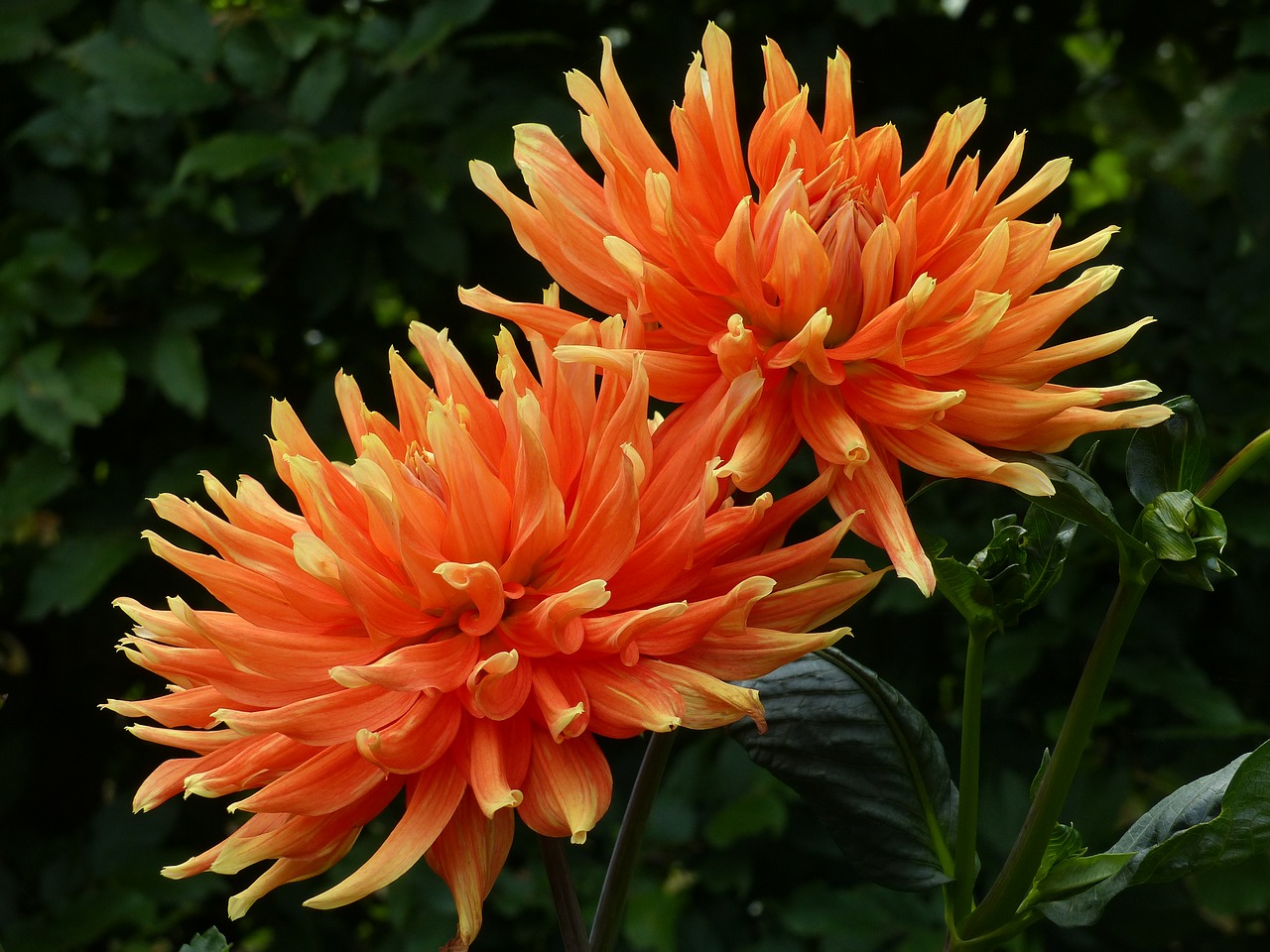 dahlia plant flowers free photo