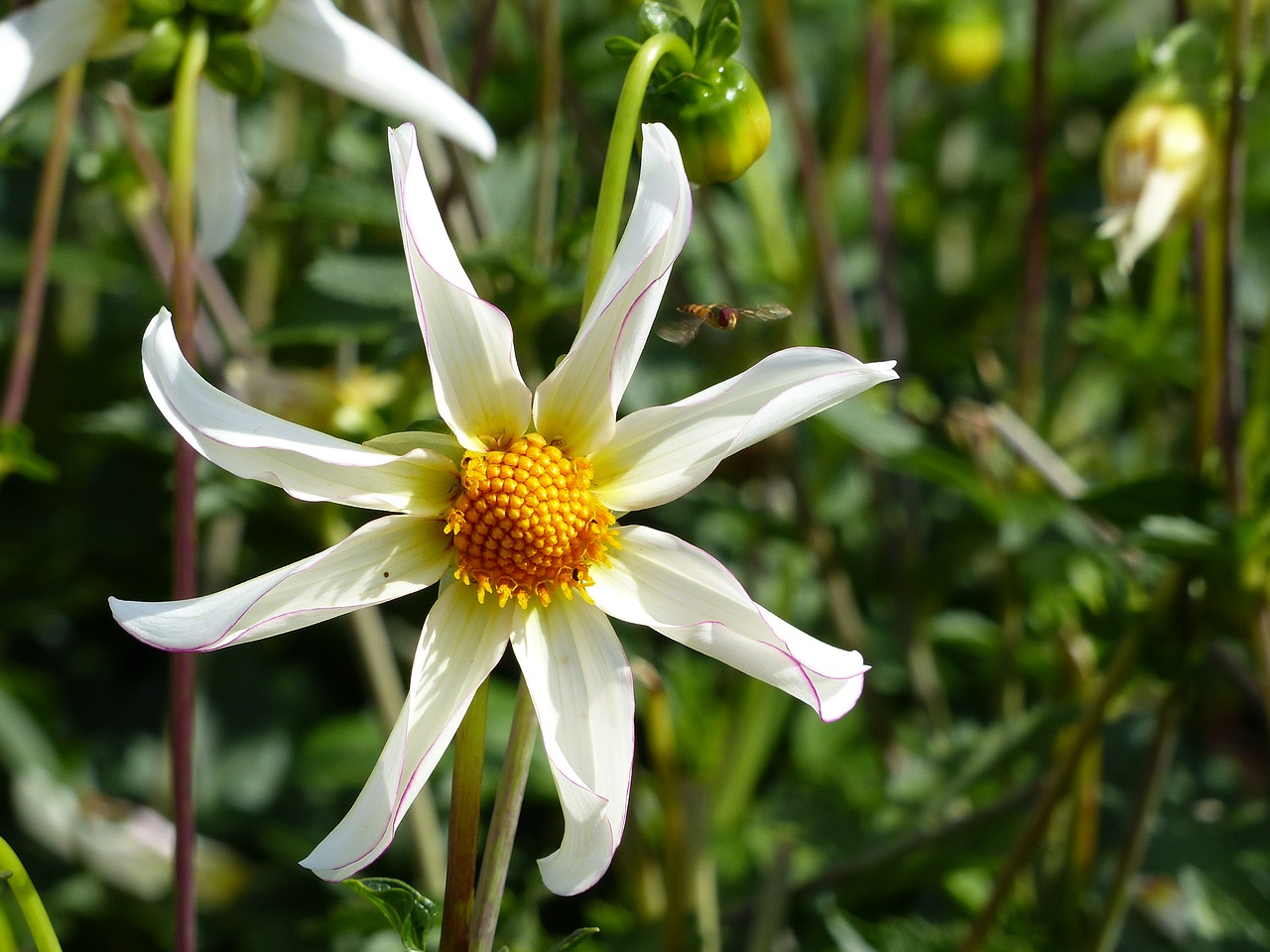 dahlia white yellow free photo