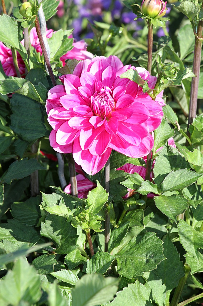 dahlia pink petals free photo