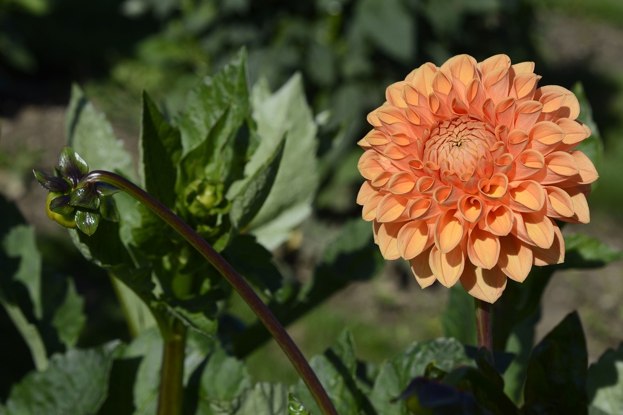 dahlia flower blossom free photo