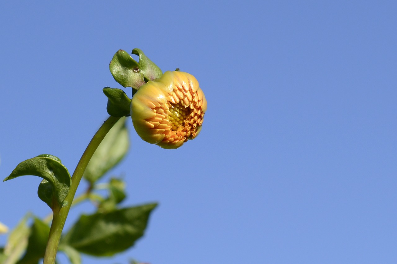 dahlia flower bud free photo