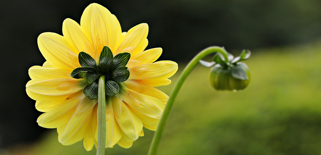 dahlia yellow flower free photo