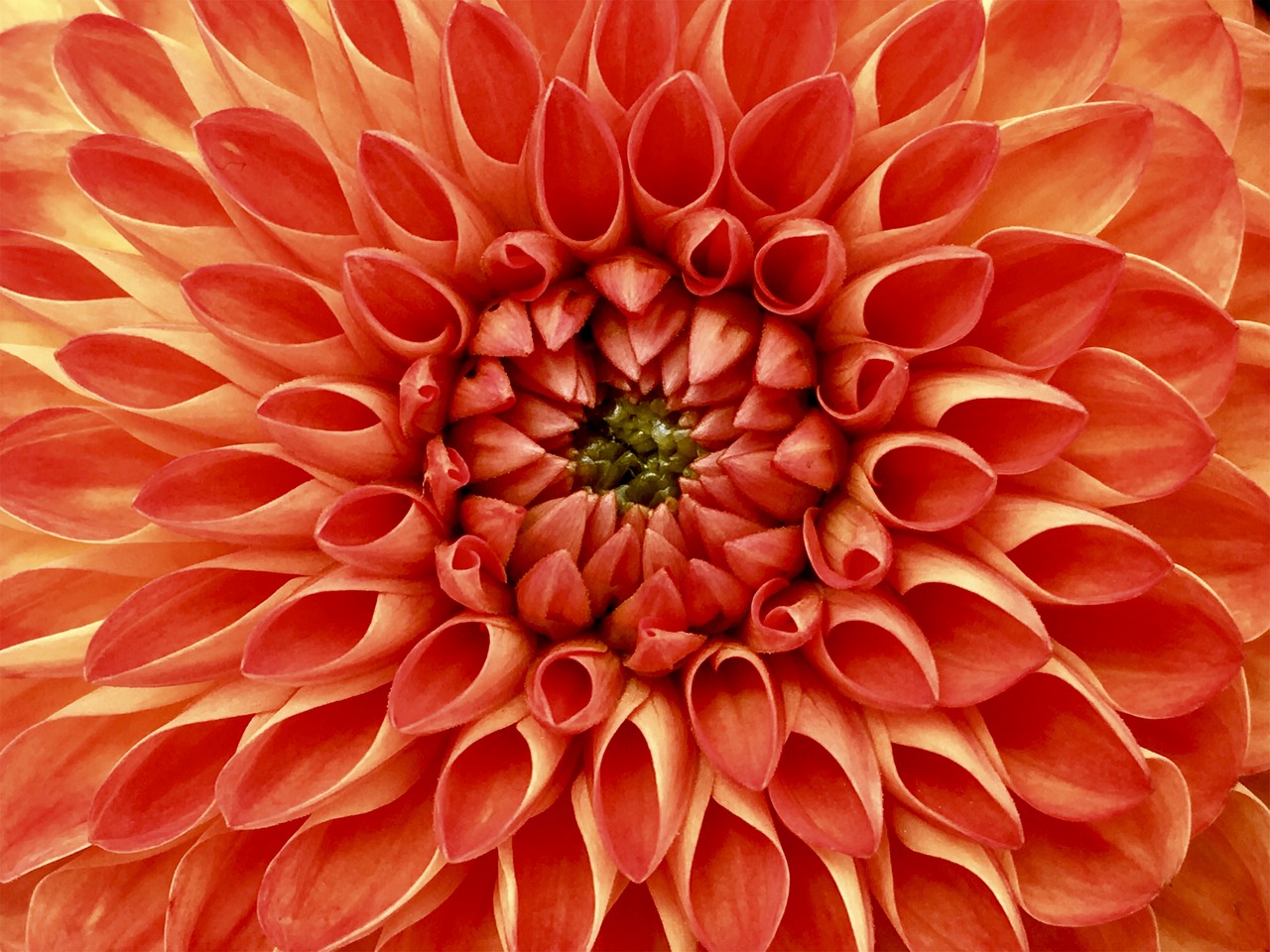 dahlia flower nature free photo