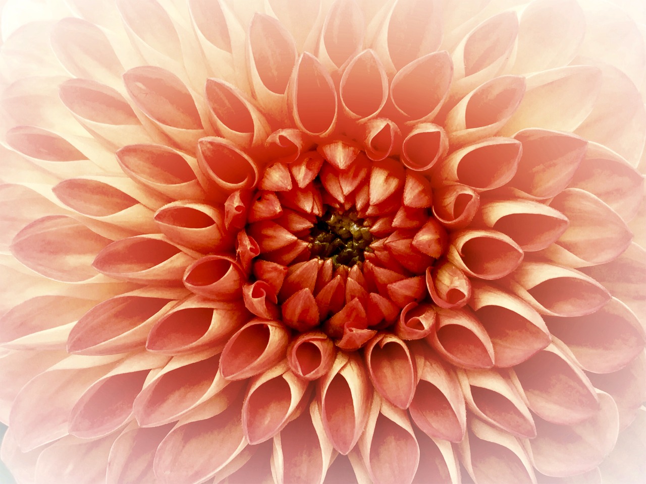 dahlia flower joy free photo