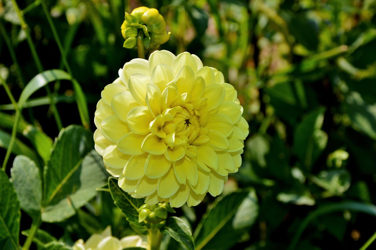 dahlia dahlia flower flower free photo