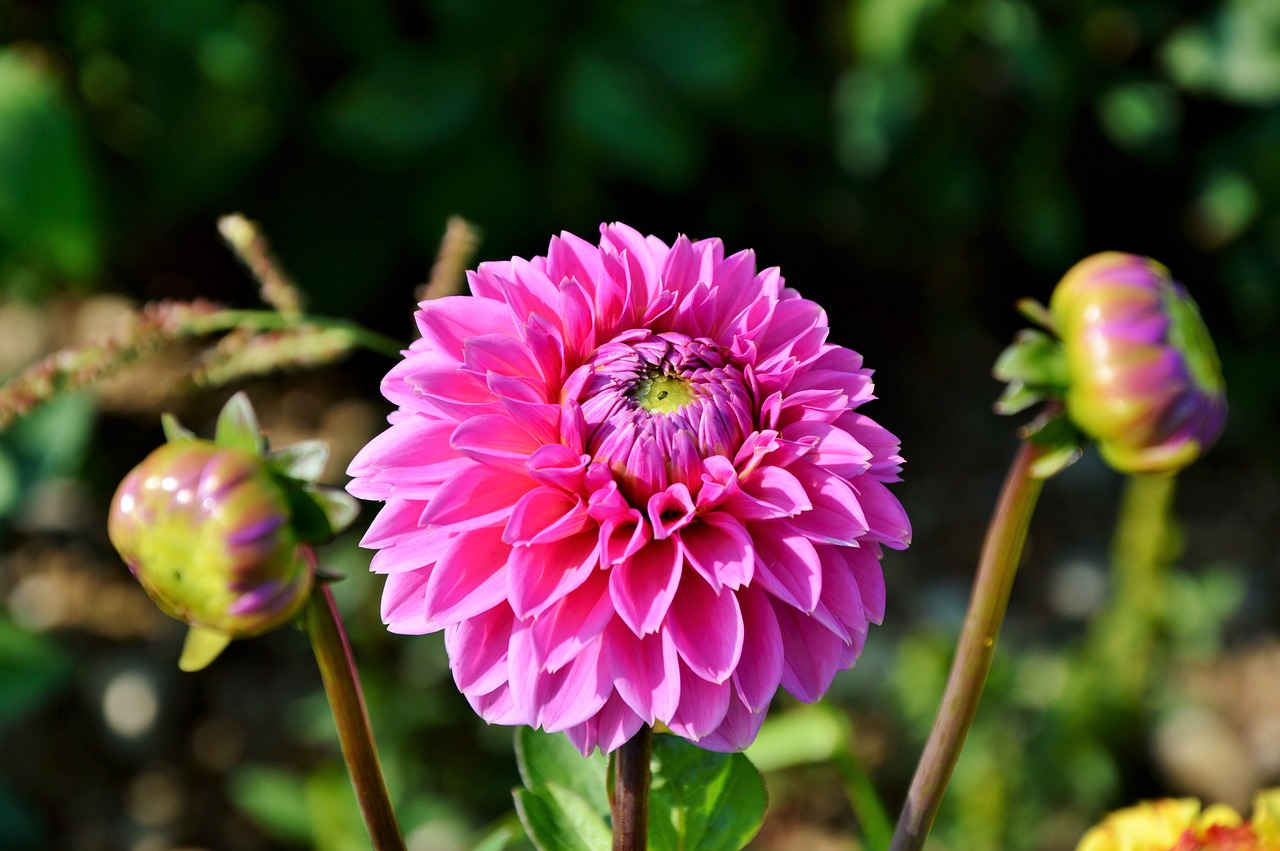 dahlia dahlia flower flower free photo