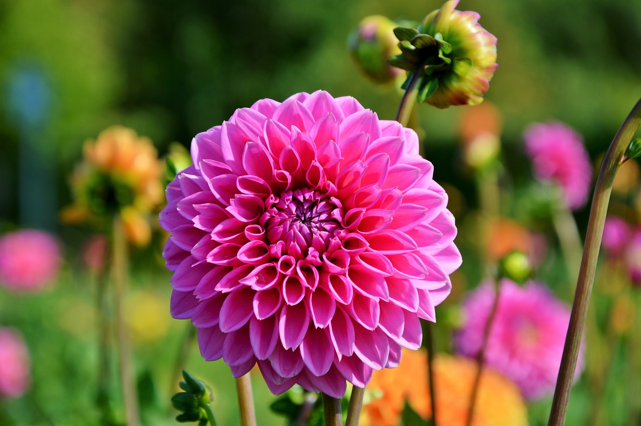 dahlia dahlia flower flower free photo