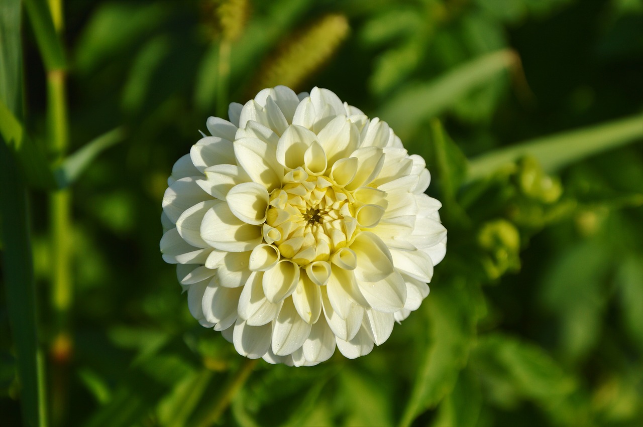 dahlia dahlia flower flower free photo