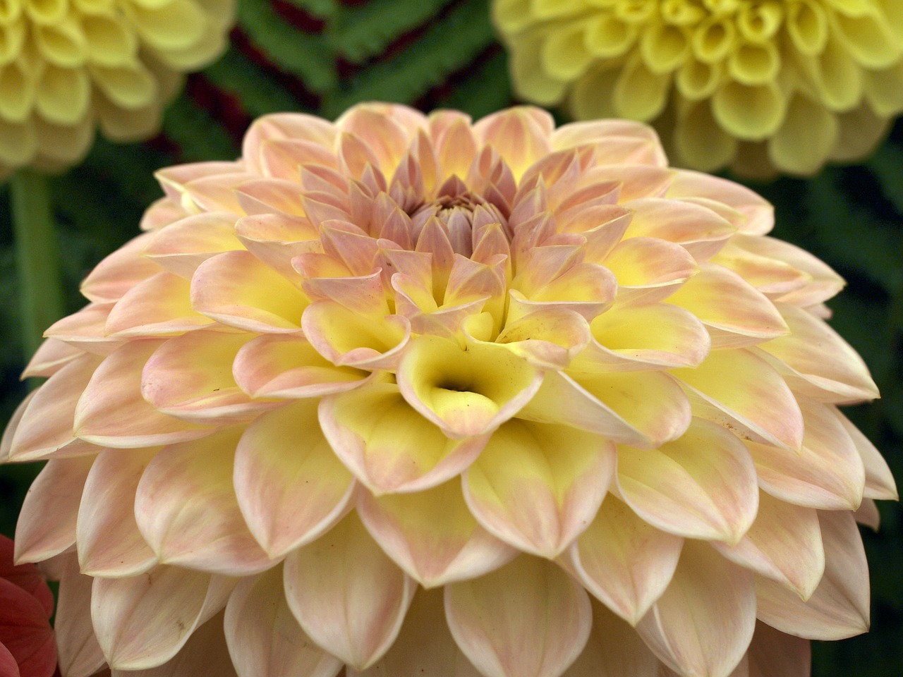 dahlia flower bloom free photo