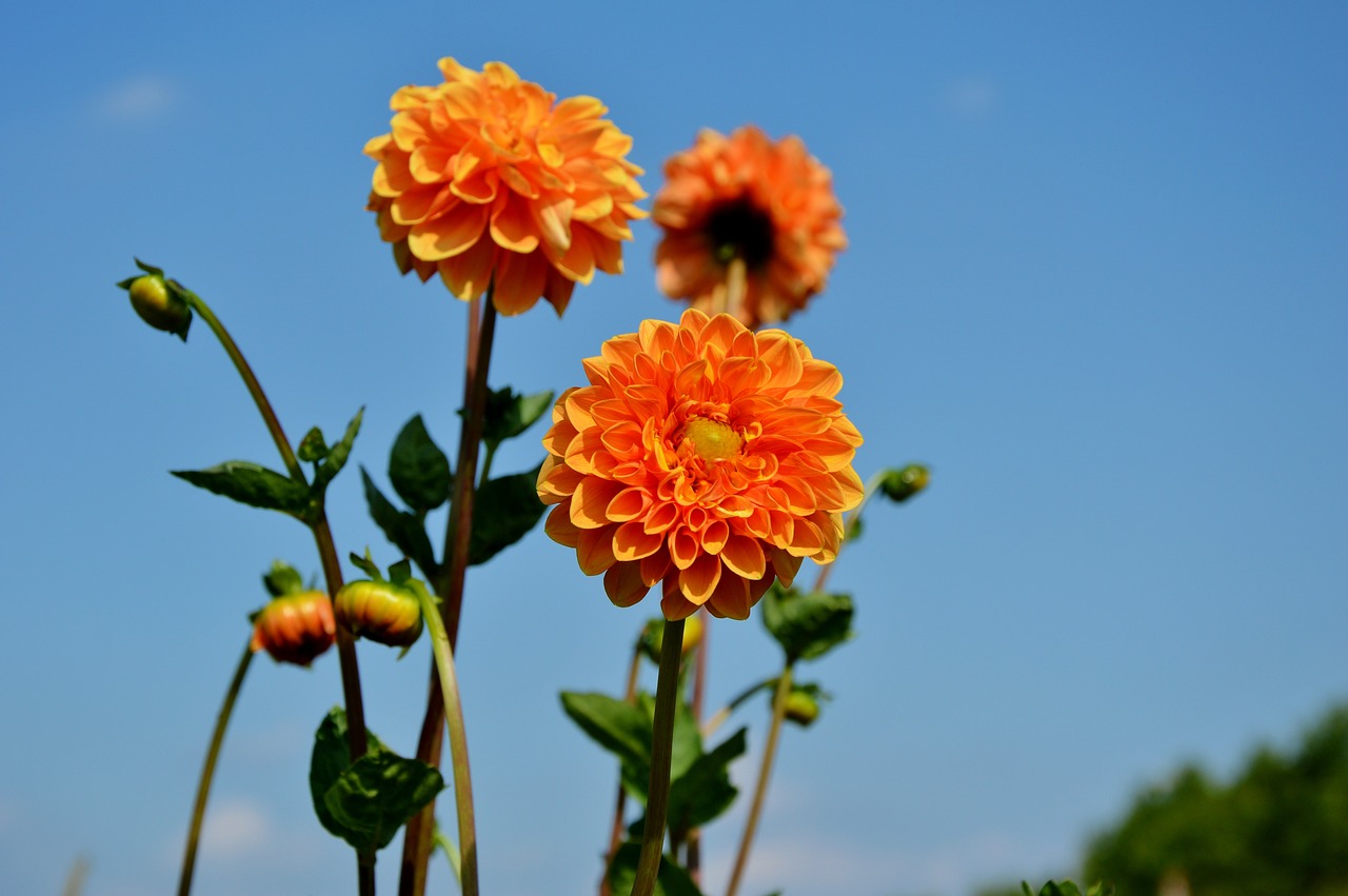 dahlia dahlia flower flower free photo