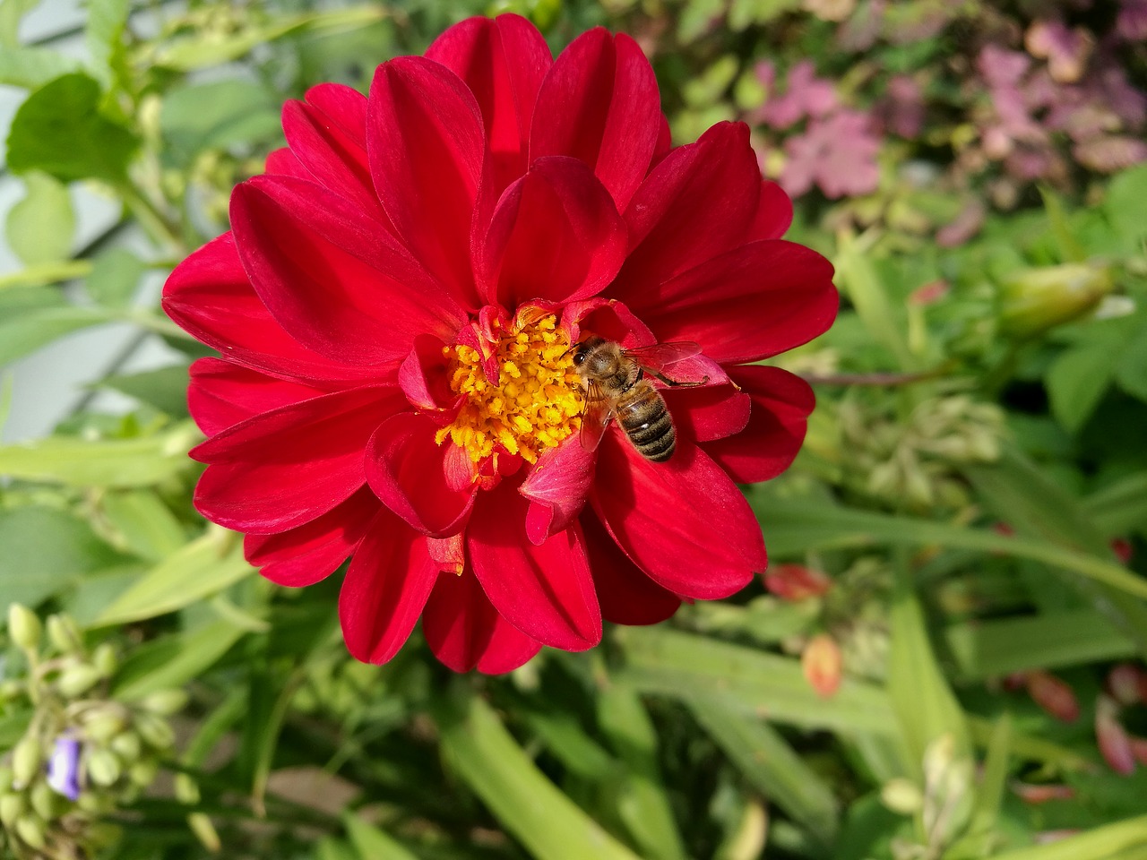 dahlia flowers red free photo