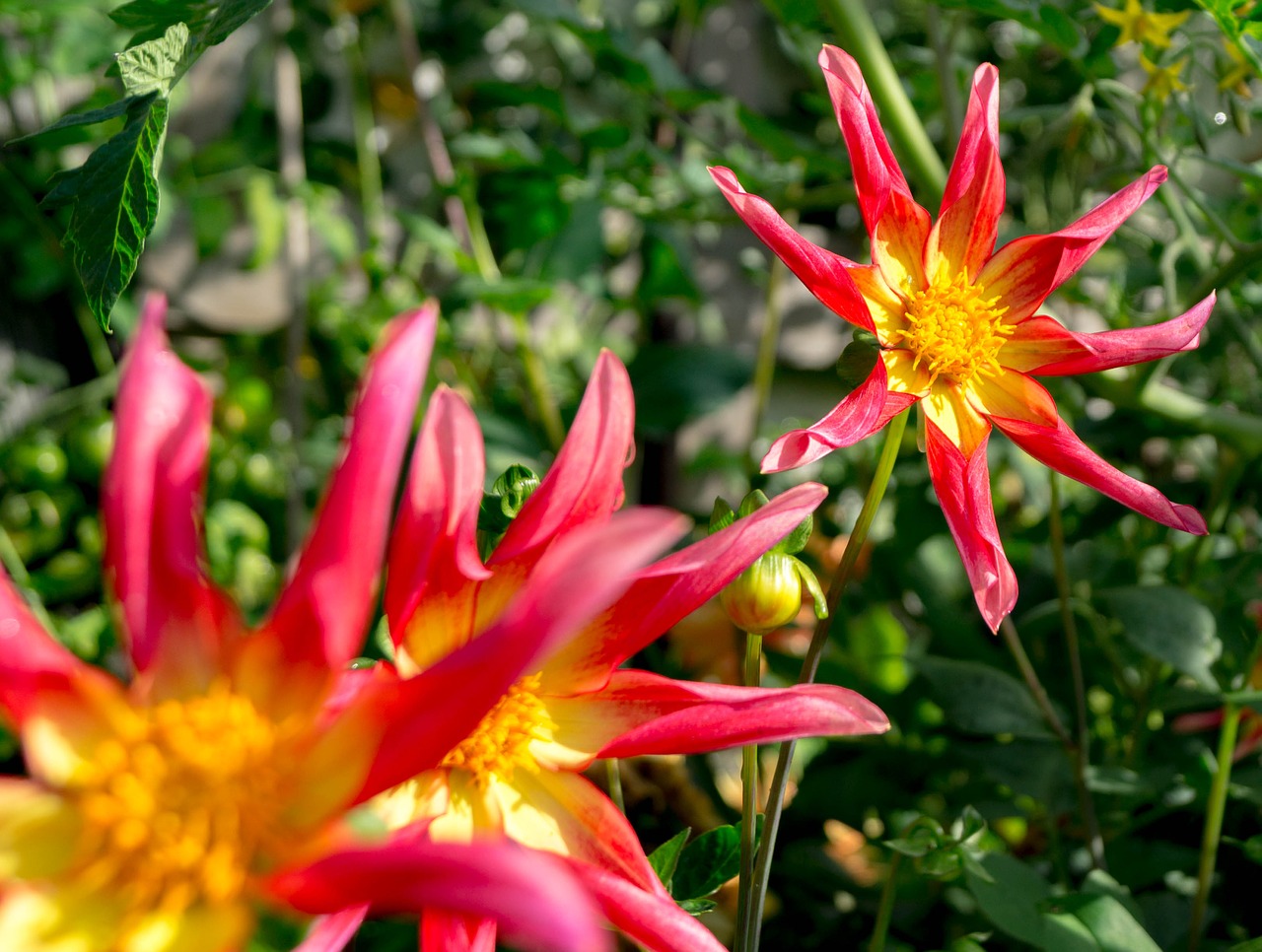 dahlia flower dahlia flower free photo