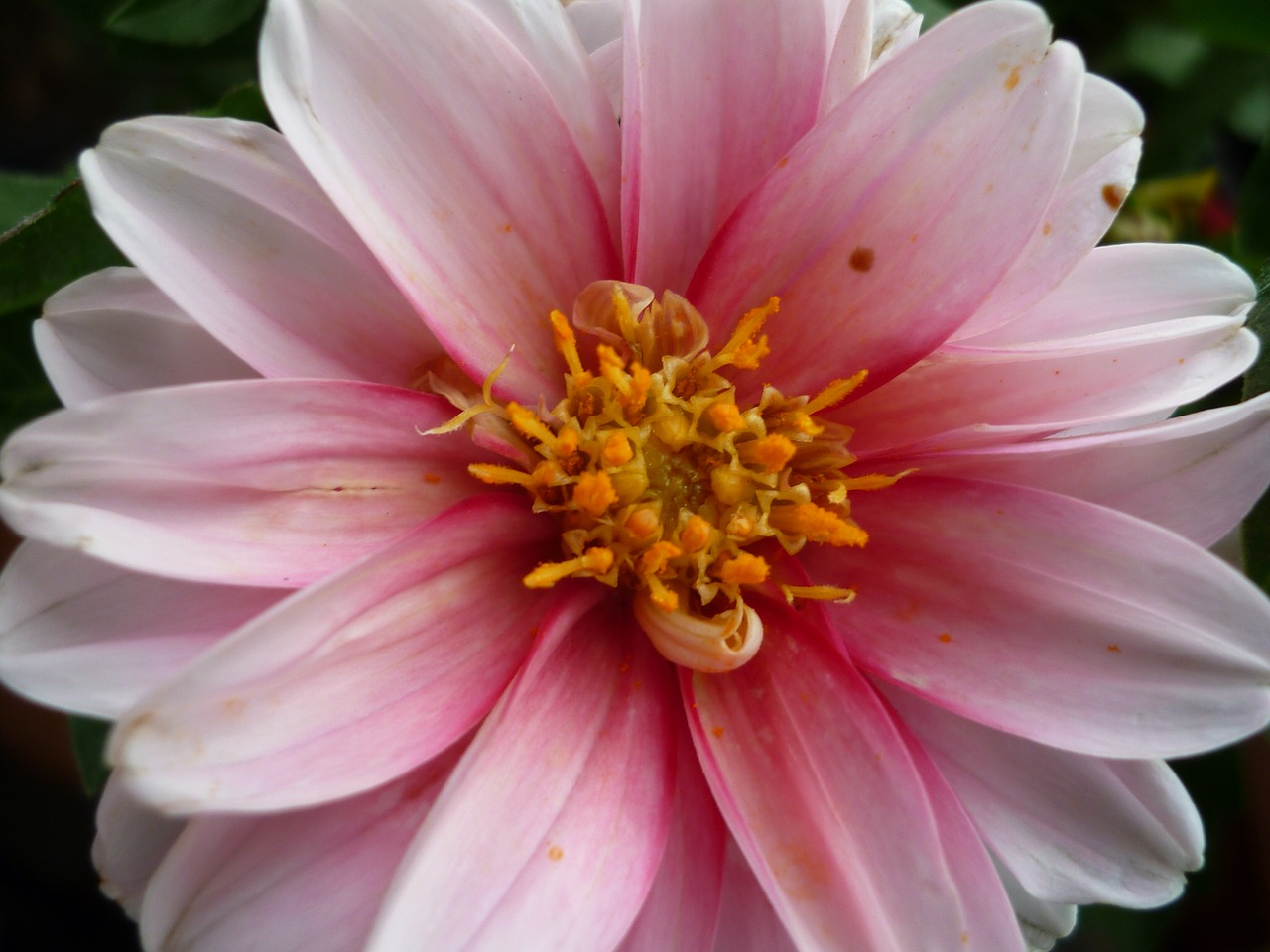 dahlia flower inside free photo