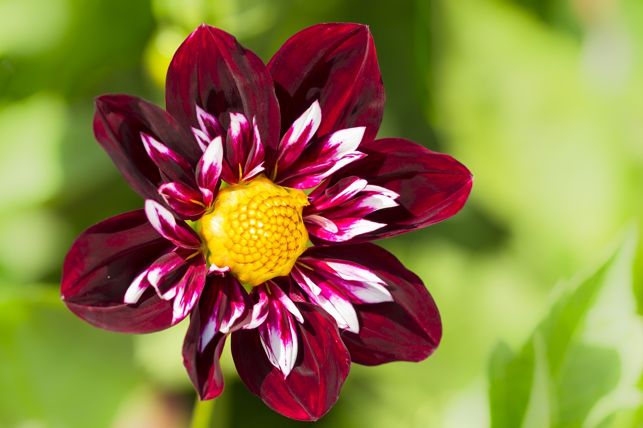 dahlia blossom bloom free photo