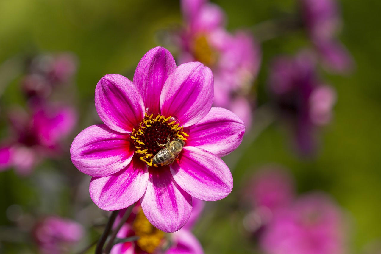 dahlia blossom bloom free photo