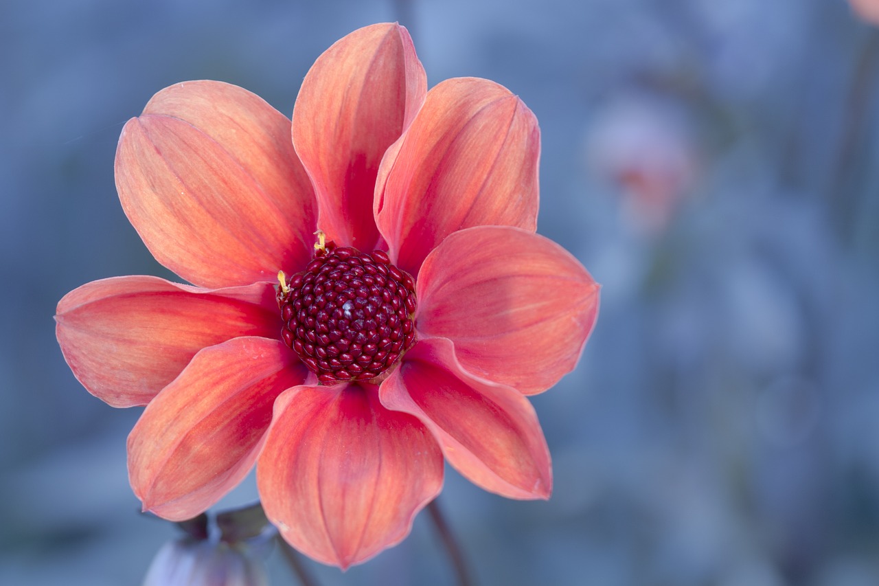 dahlia blossom bloom free photo