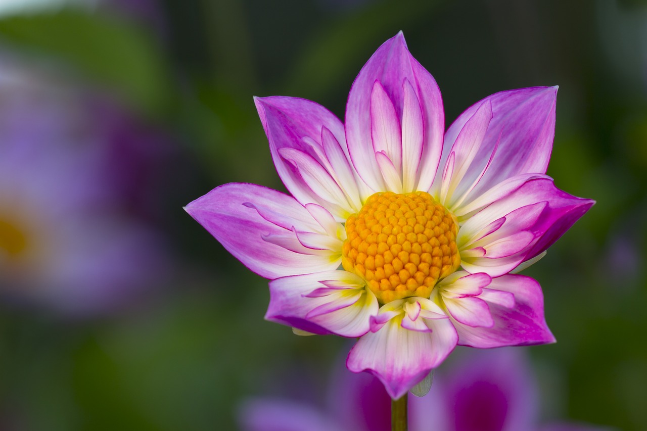 dahlia blossom bloom free photo