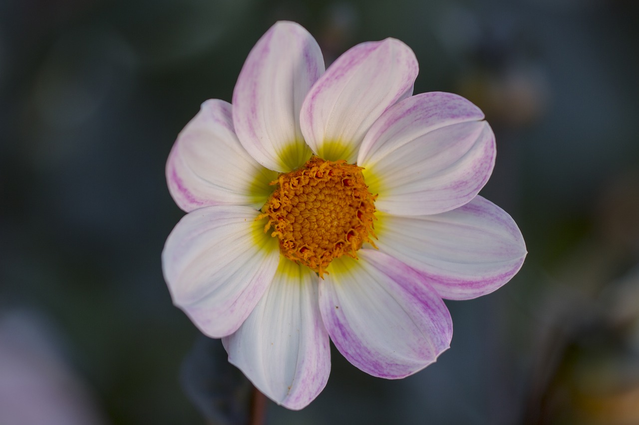 dahlia blossom bloom free photo