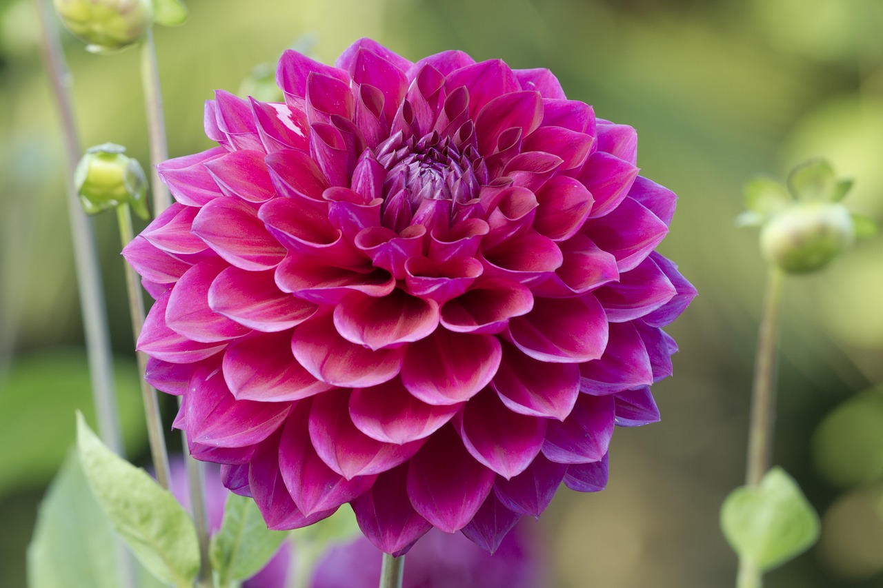 dahlia blossom bloom free photo