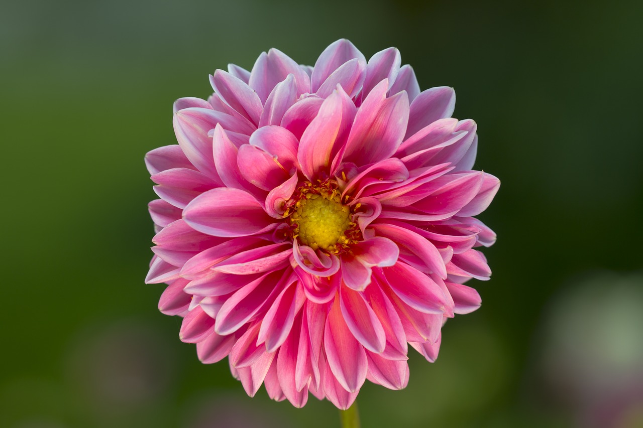 dahlia blossom bloom free photo