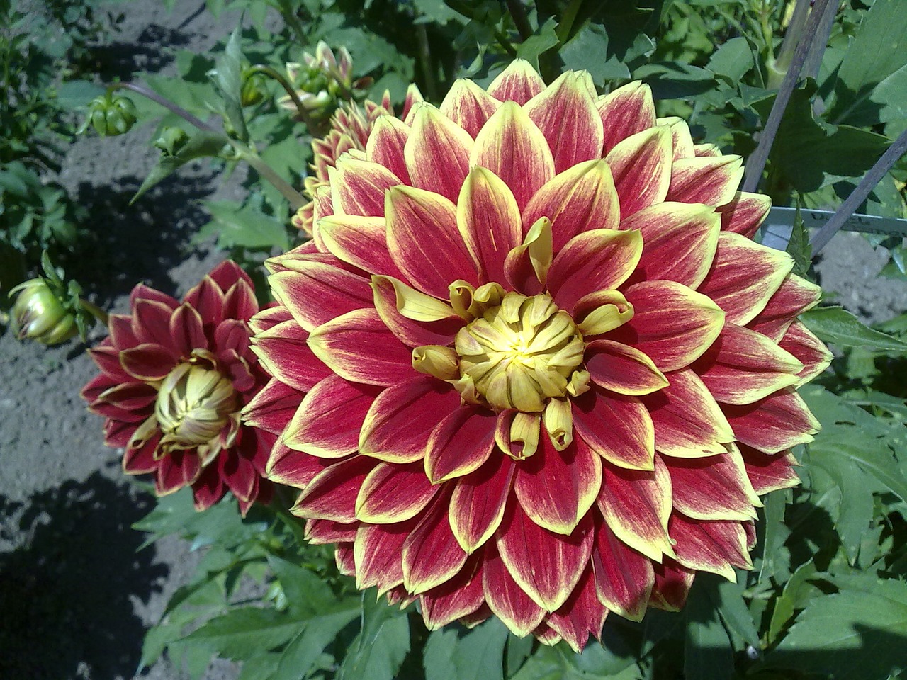 dahlia flower nature free photo