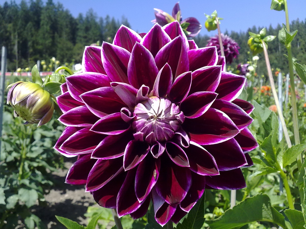 dahlia flower violet free photo