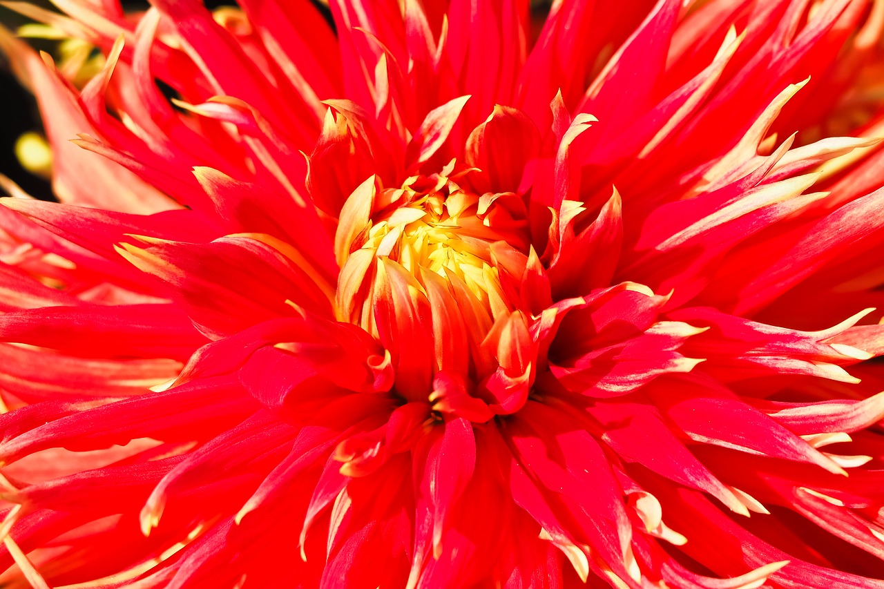 dahlia flower garden free photo