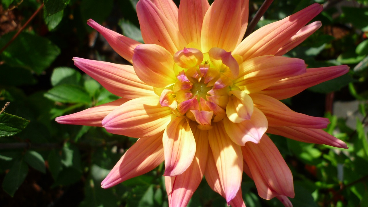 dahlia flower apricot free photo