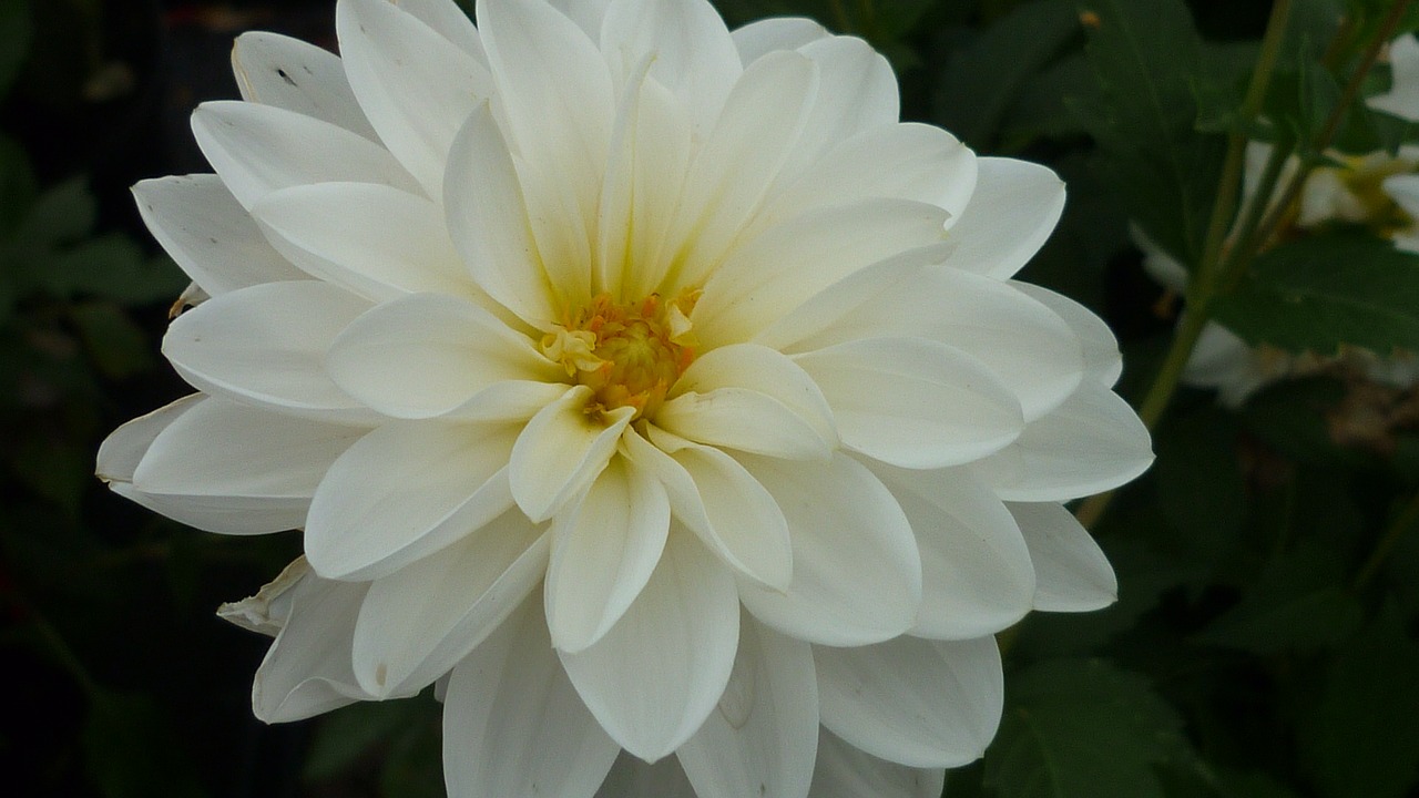 dahlia flower magnificent free photo