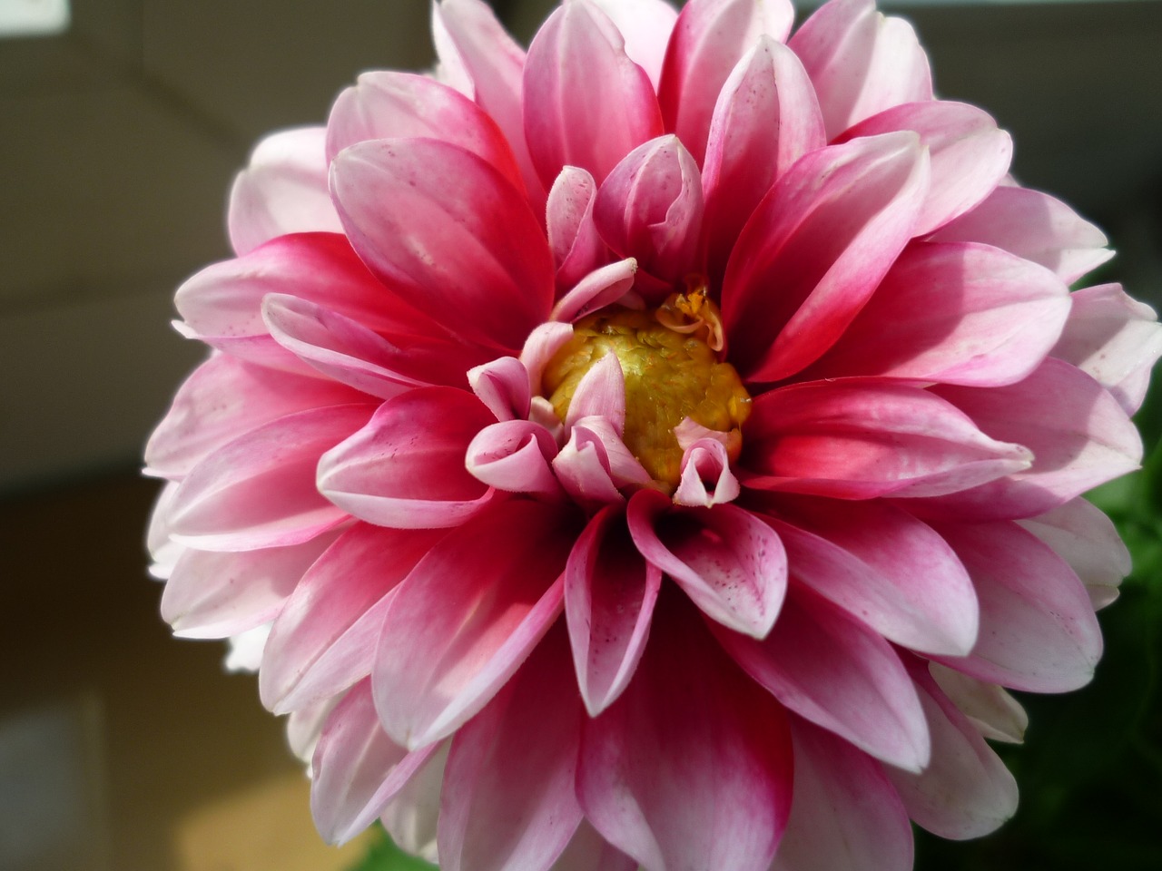 dahlia flower flower garden free photo