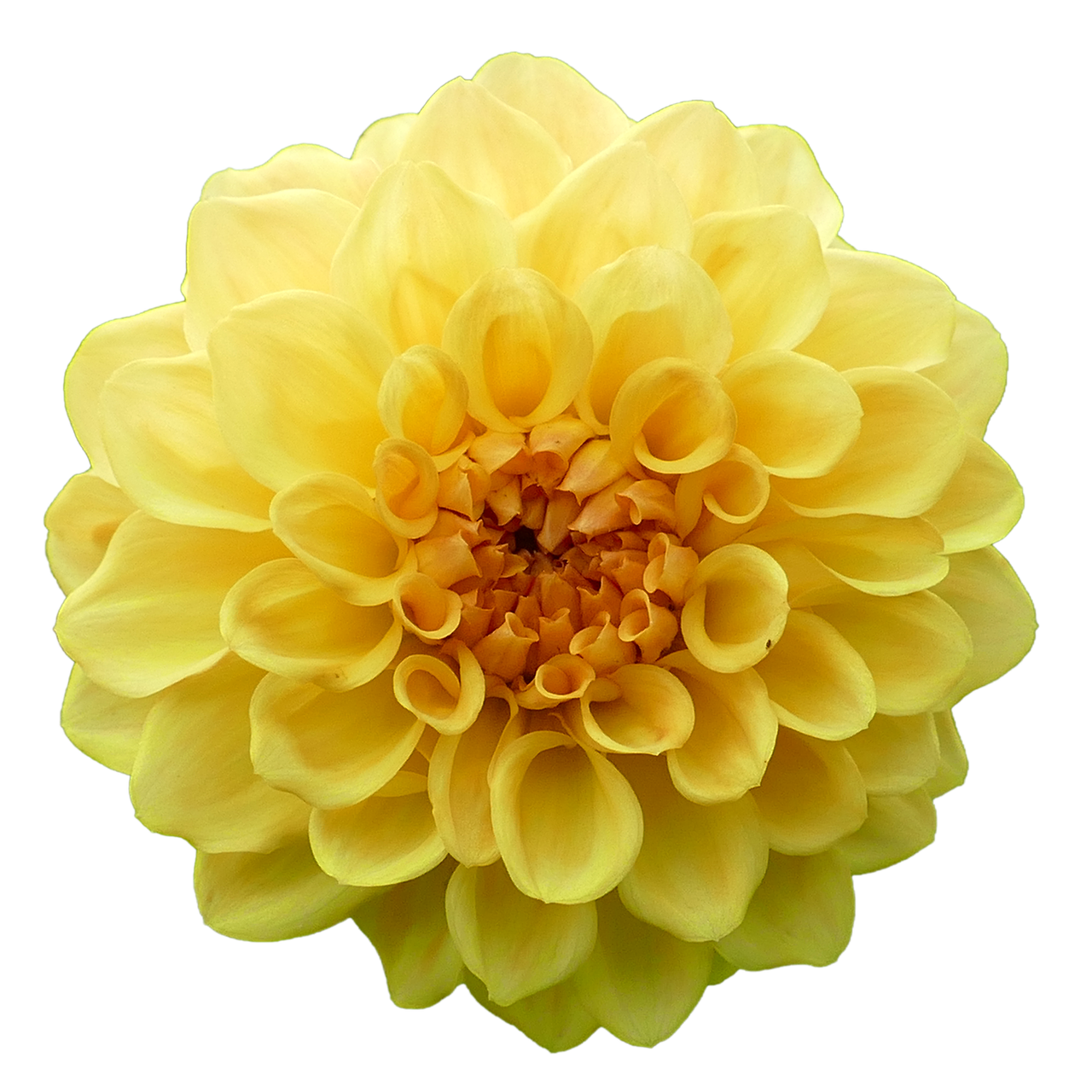 dahlia dahlia flower yellow free photo