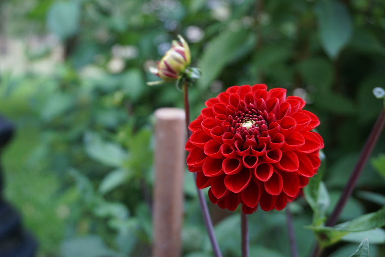 dahlia flower garden free photo