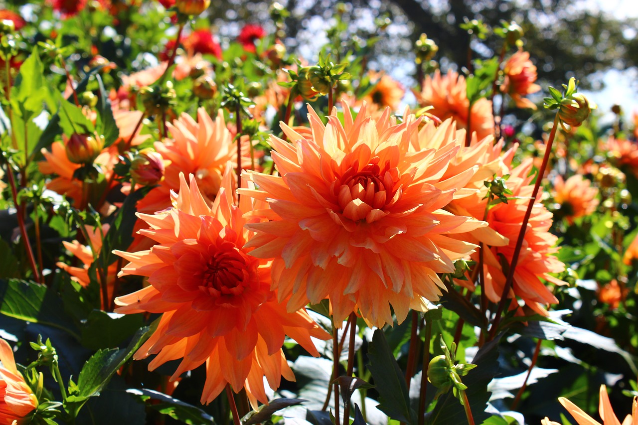 dahlia orange blossom free photo