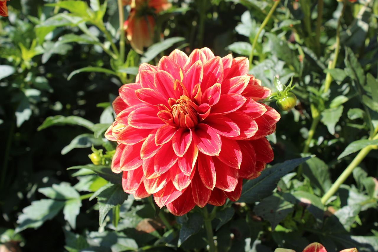 dahlia red yellow free photo