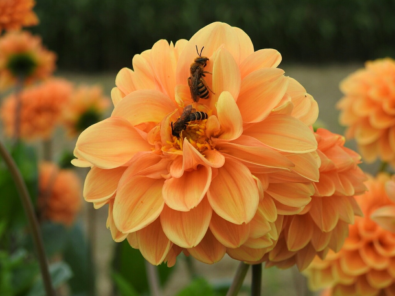 dahlia orange bee free photo